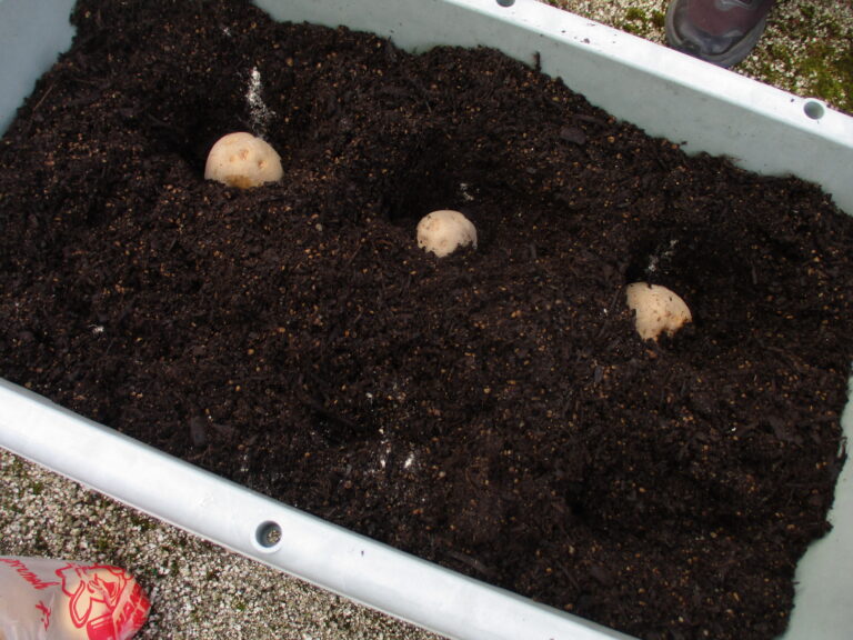 じゃがいも植えたよ🥔
